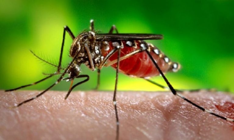 सावधानः आपके घर में मिला डेंगू का लार्वा तो भरना