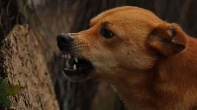 कुत्ता पालने के लिए ये करना हुआ जरूरी, वरना कटेगा