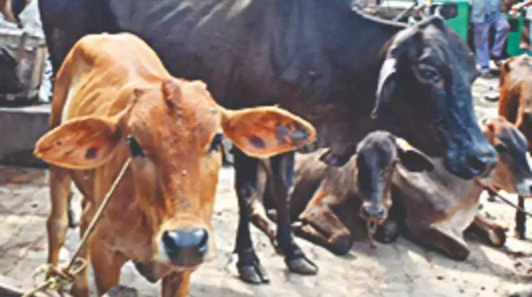 निराश्रित गौवंशीय पशुओं के लिए धामी सरकार का बड़ा कदम,