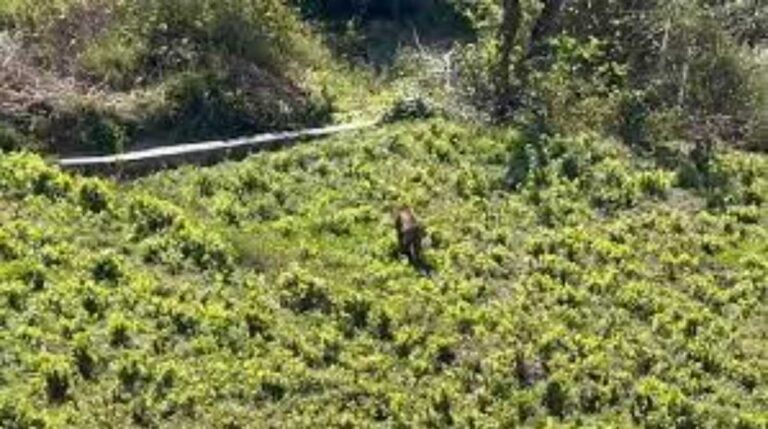 अंतरराष्ट्रीय बाघ दिवस: उत्तराखंड में तेजी से बढ़ रही है