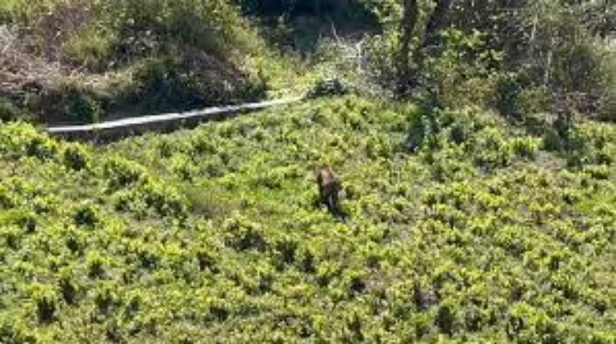 अंतरराष्ट्रीय बाघ दिवस: उत्तराखंड में तेजी से बढ़ रही है