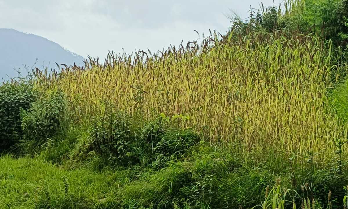 रुद्रप्रयाग में मिलेट मिशन को मिला बल- मंडुवा (रागी) का