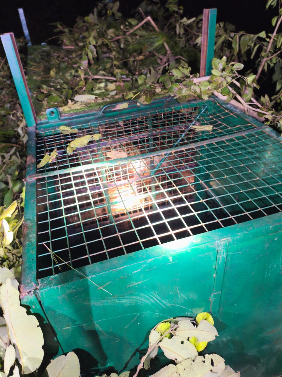 जोंडला, अगस्त्यमुनि के समीप गुलदार का सफल रेस्क्यू, क्षेत्रवासियों ने